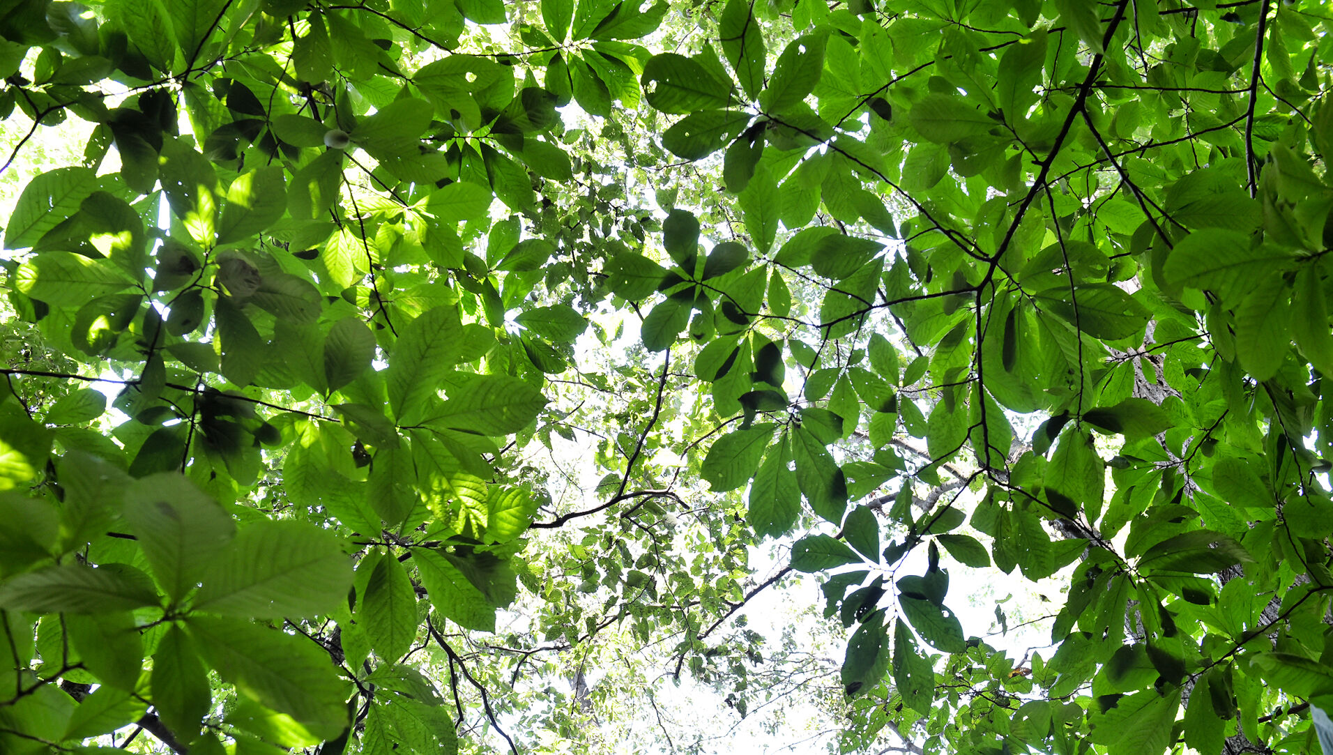 Paw Paw Trees 10.jpg